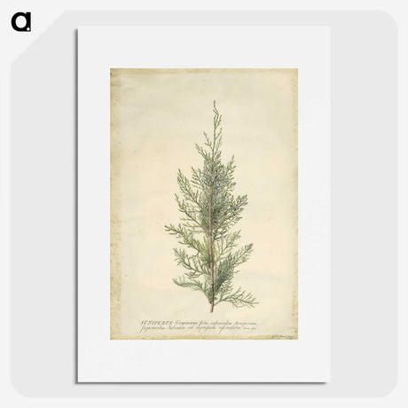 1-10_Georg-Dionysius-Ehret_picture