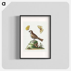 アートポスター-The White Throated Sparrow
 - ジョージ エドワーズ Poster.