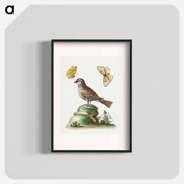 The White Throated Sparrow
 - ジョージ エドワーズ Poster.