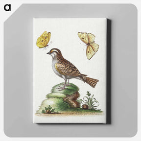 アートパネル-The White Throated Sparrow
 - ジョージ エドワーズ Canvas.