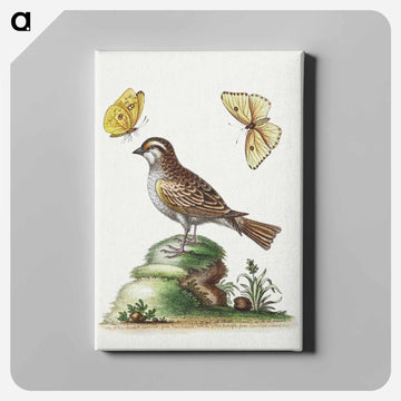 The White Throated Sparrow
 - ジョージ エドワーズ Canvas.