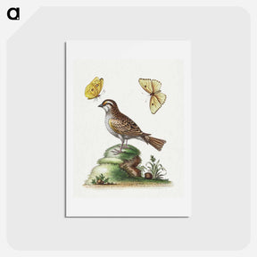 アートポストカード-The White Throated Sparrow
 - ジョージ エドワーズ Postcard.