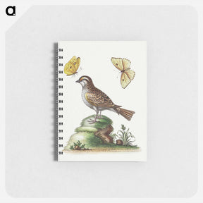 アートメモ帳-The White Throated Sparrow
 - ジョージ エドワーズ Memo.