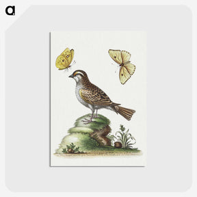1-10_George-Edwards_postcard
