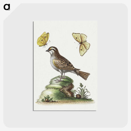1-10_George-Edwards_postcard