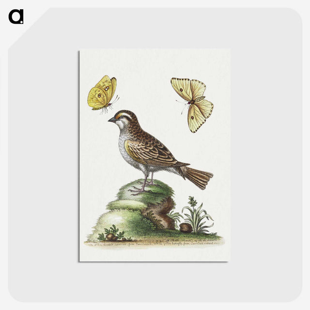 1-10_George-Edwards_postcard