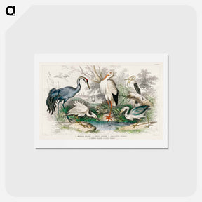 アートポストカード-Wading Birds
 - ゴールドスミスの生き生きとした自然 Postcard.