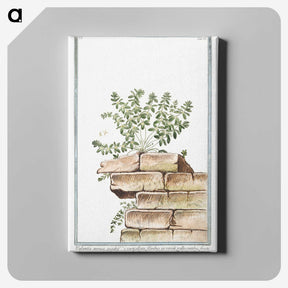 1-10_Hortus-Romanus-Botanical-Plates_canvas