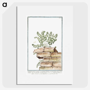 1-10_Hortus-Romanus-Botanical-Plates_picture