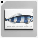 1-10_Ichtyologie-ou-Histoire-naturelle_canvas