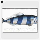 1-10_Ichtyologie-ou-Histoire-naturelle_picture-crop
