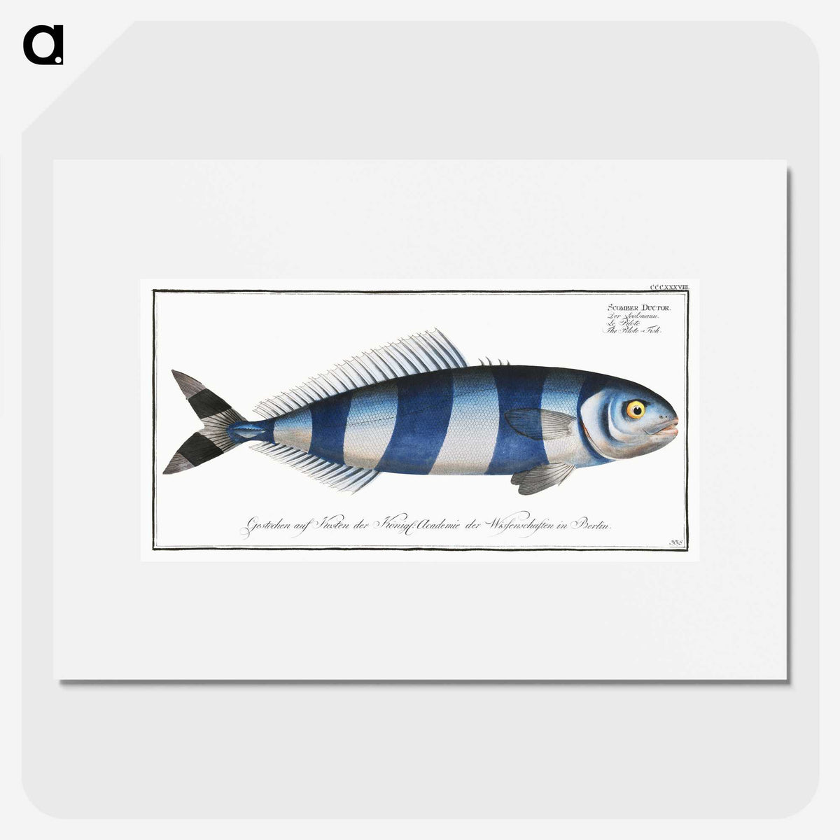1-10_Ichtyologie-ou-Histoire-naturelle_picture