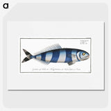 1-10_Ichtyologie-ou-Histoire-naturelle_picture