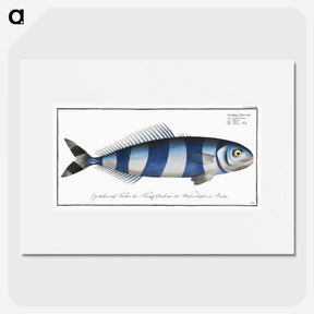 1-10_Ichtyologie-ou-Histoire-naturelle_picture