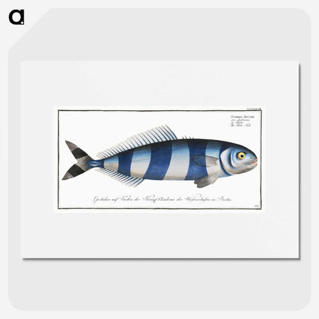 1-10_Ichtyologie-ou-Histoire-naturelle_picture