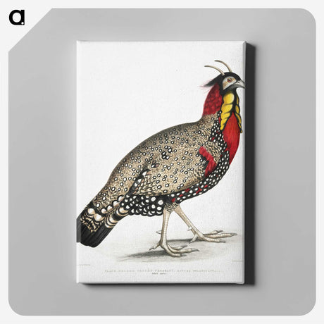1-10_Indian-Zoology_canvas