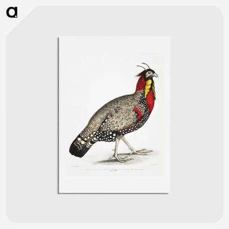 1-10_Indian-Zoology_hagaki