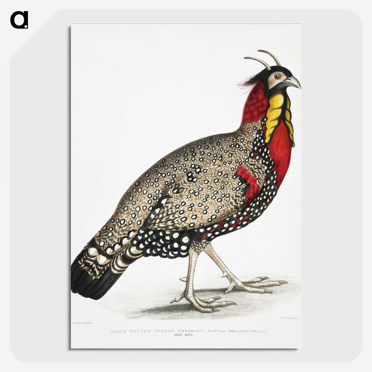 1-10_Indian-Zoology_picture-crop