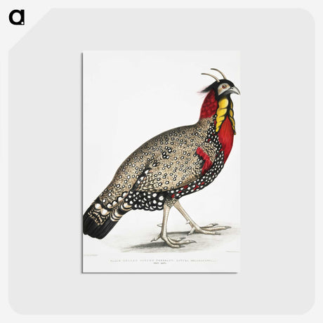 1-10_Indian-Zoology_postcard
