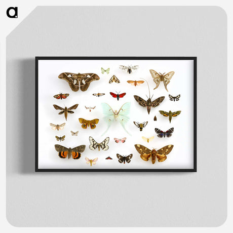 1-10_Insects-Unlocked-Project_blk-crop