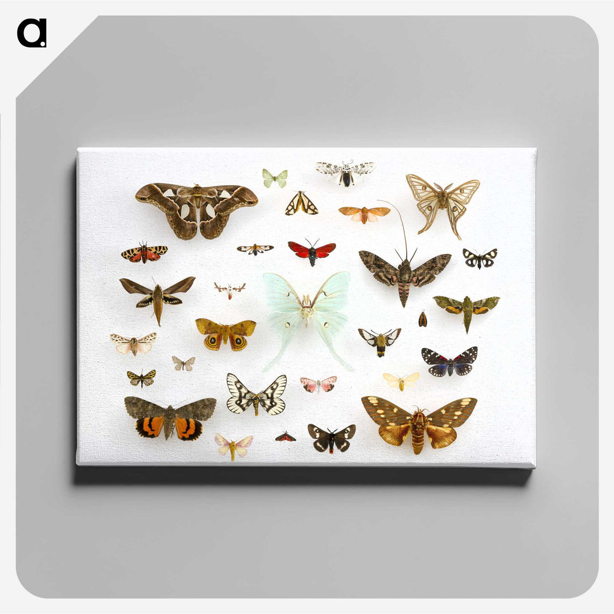1-10_Insects-Unlocked-Project_canvas