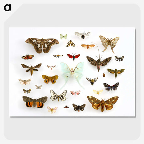 1-10_Insects-Unlocked-Project_picture-crop