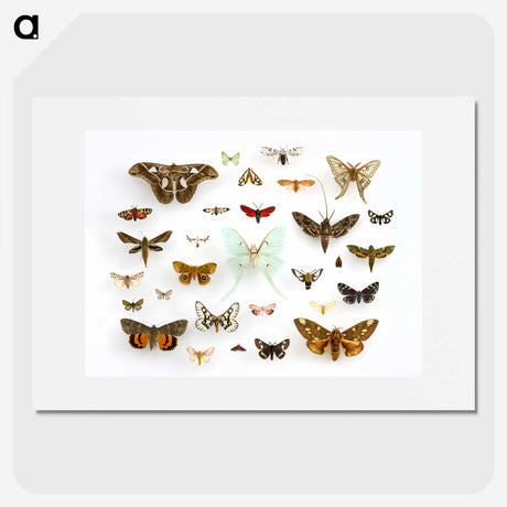 1-10_Insects-Unlocked-Project_picture
