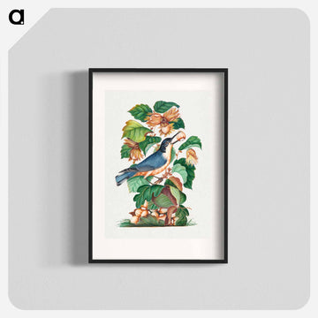 Beautiful Nuthatch
 - ジェームズ ボルトン Poster.