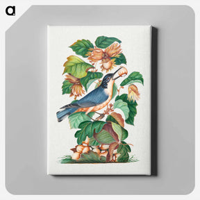アートパネル-Beautiful Nuthatch
 - ジェームズ ボルトン Canvas.