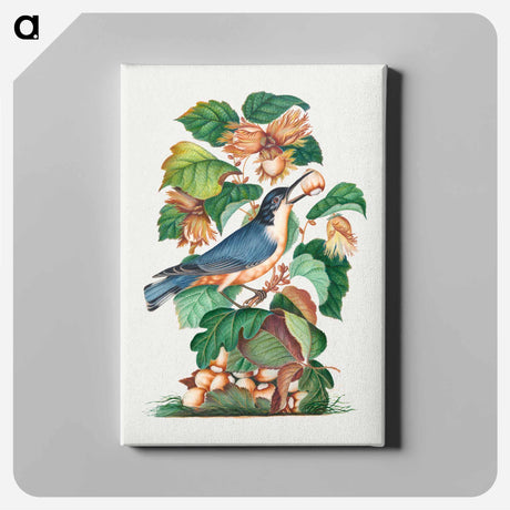 アートパネル-Beautiful Nuthatch
 - ジェームズ ボルトン Canvas.