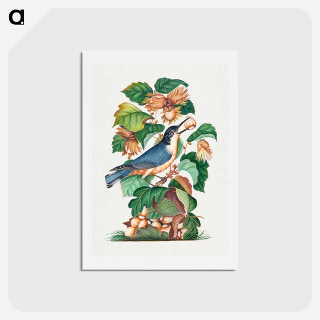 アートポストカード-Beautiful Nuthatch
 - ジェームズ ボルトン Postcard.