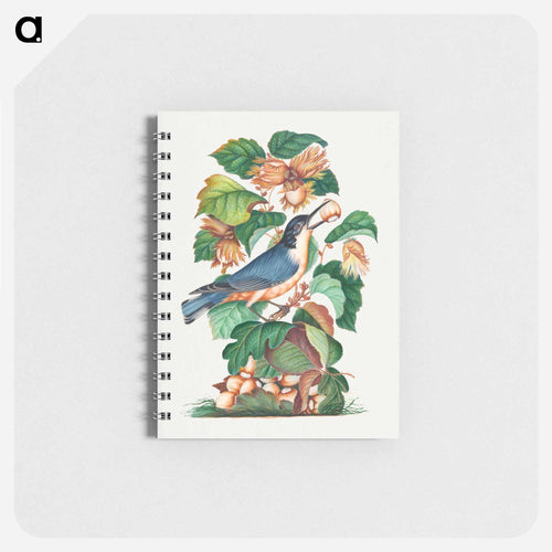 Beautiful Nuthatch
 - ジェームズ ボルトン Memo.