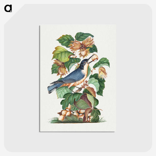 Beautiful Nuthatch
 - ジェームズ ボルトン Postcard.
