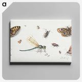 1-10_Jan-Van-Kessel_canvas