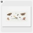 1-10_Jan-Van-Kessel_picture