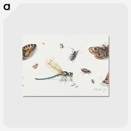1-10_Jan-Van-Kessel_postcard