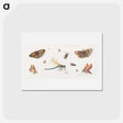 アートポストカード-Insects and Butterflies
 - ヤン ファン ケッセル Postcard.