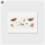 アートポストカード-Insects and Butterflies
 - ヤン ファン ケッセル Postcard.