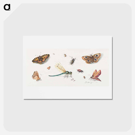 アートポストカード-Insects and Butterflies
 - ヤン ファン ケッセル Postcard.