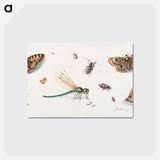 アートポストカード-Insects and Butterflies
 - ヤン ファン ケッセル Postcard.