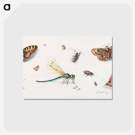 アートポストカード-Insects and Butterflies
 - ヤン ファン ケッセル Postcard.