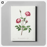 1-10_John-Edwards_canvas