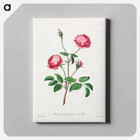 アートパネル-Rosa rubra plena Spinosissima
 - ジョン エドワーズ Canvas.