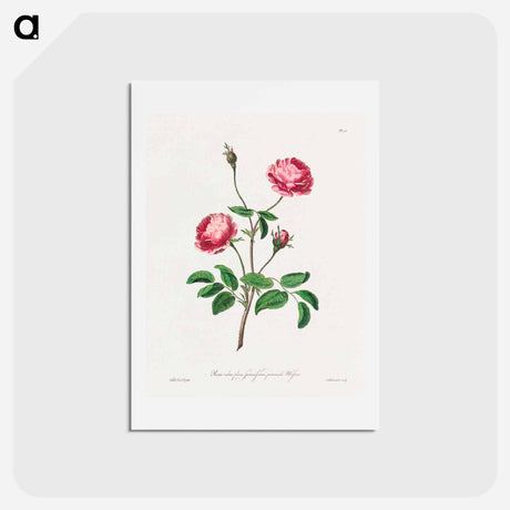 アートポストカード-Rosa rubra plena Spinosissima
 - ジョン エドワーズ Postcard.