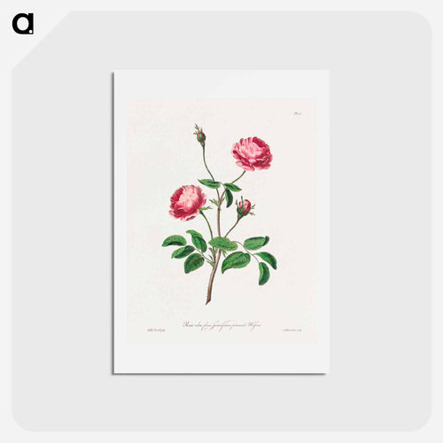 Rosa rubra plena Spinosissima
 - ジョン エドワーズ Postcard.