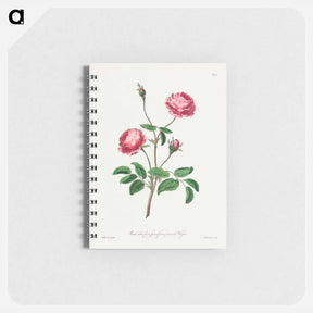 アートメモ帳-Rosa rubra plena Spinosissima
 - ジョン エドワーズ Memo.