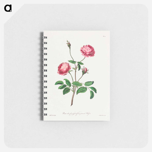 Rosa rubra plena Spinosissima
 - ジョン エドワーズ Memo.