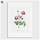 1-10_John-Edwards_picture