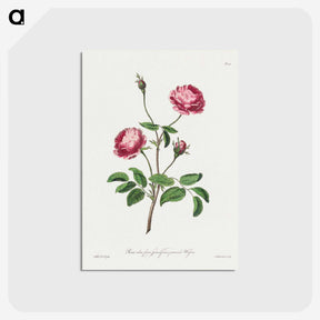 1-10_John-Edwards_postcard