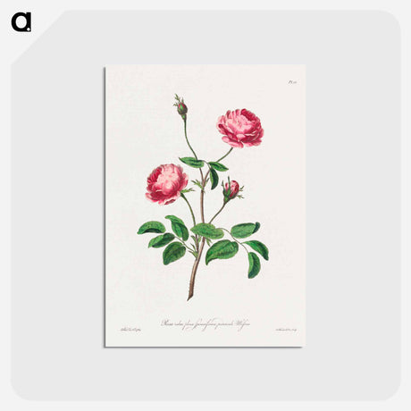 アートポストカード-Rosa rubra plena Spinosissima
 - ジョン エドワーズ Postcard.